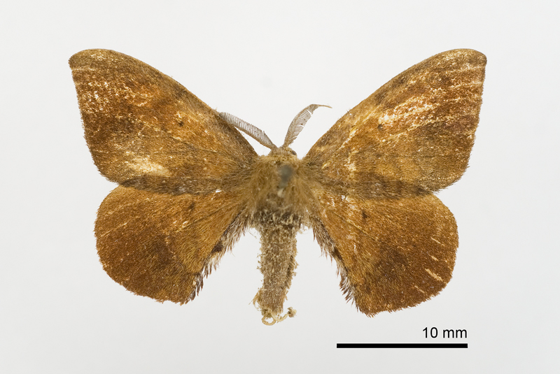 Oreta theae Male